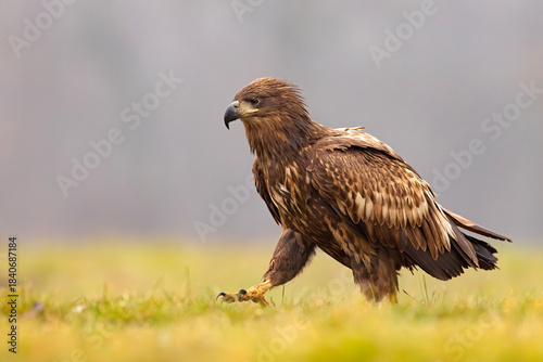 Bielik (Haliaeetus albicilla)
