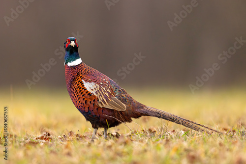 Bażant (Phasianus colchicus)