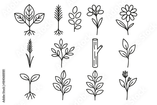 Botanical Icons Overview. Wild Plant Observation linear set: broadleaf sample, needleleaf sample, fibrous roots, taproot, seed cluster, wildflower, meadow grass head, shrub branch,