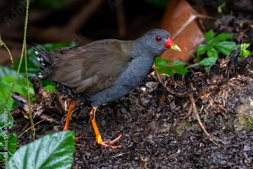 Paint-billed crake