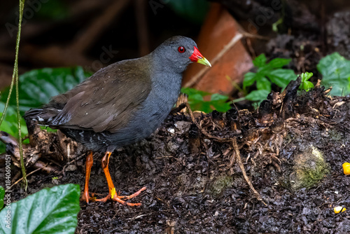 Paint-billed crake