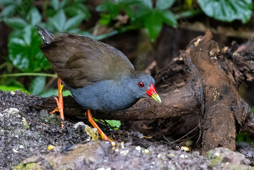 Paint-billed crake 