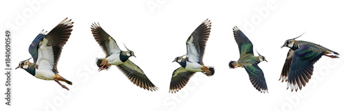 Northern Lapwing (Vanellus vanellus) flight sequence, five birds, flapping wings, soaring, iridescent plumage, crest, wildlife action, isolated on white.
