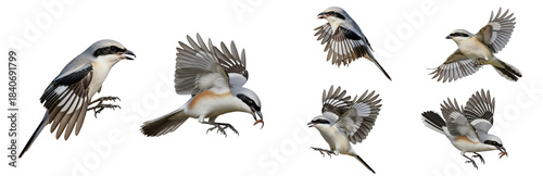 Fotografia Loggerhead Shrike (Lanius ludovicianus) flight sequence, six birds, wings flapping, soaring, predatory bird, gray plumage, wildlife action, isolated on white