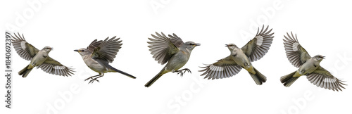 Fotografi Northern Mockingbird (Mimus polyglottos) flight sequence, five birds, flapping wings, soaring, landing, gray plumage, white wing patches, wildlife action, isolated on white