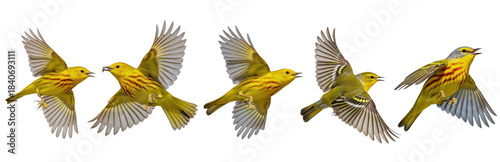 Yellow Warbler Setophaga petechia isolated on white, five birds flying wings spread colorful songbird plumage collection wildlife nature bird set collage