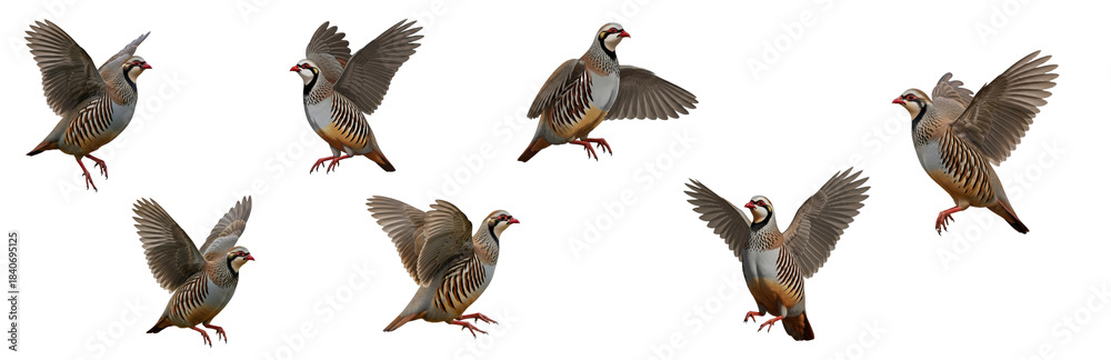 Obraz premium Chukar Partridge Alectoris chukar isolated on white, seven birds flying landing wings spread collection game bird wildlife nature set collage photography