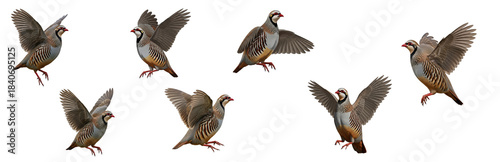 Fotografie Chukar Partridge Alectoris chukar isolated on white, seven birds flying landing