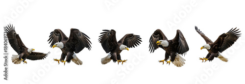 Bald Eagle Haliaeetus leucocephalus isolated on white, five birds flying landing diving wings spread predator collection wildlife raptor bird of prey set collage
