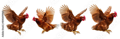 Chicken Gallus gallus domesticus isolated on white, four red hens flying landing wings spread collection brown poultry farm bird livestock livestock set cut out