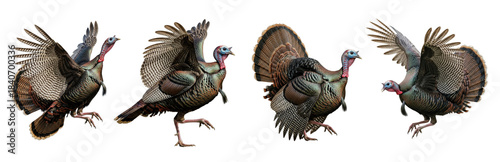 Wild Turkey Meleagris gallopavo isolated on white, four birds in different poses flying walking strutting plumage iridescent feathers wildlife bird hunting set