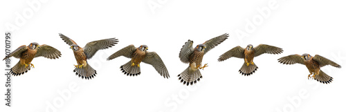Fotografie Set Of Flying Kestrel Bird in Various Poses isolated on transparent background,