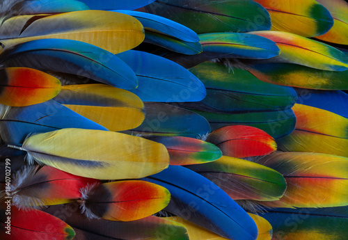 colorful parrot feathers