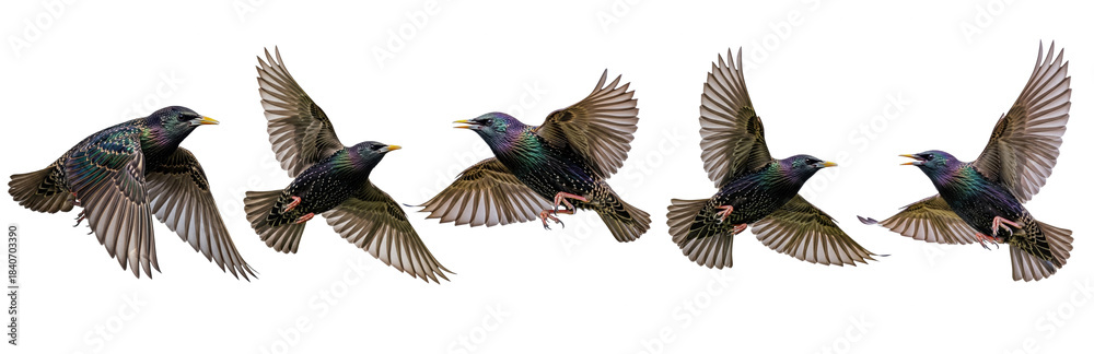 Obraz premium Set Of Flying European Starling Bird isolated on transparent background, European Starling, Sturnus vulgaris) PNG File 