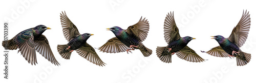 Set Of Flying European Starling Bird isolated on transparent background, European Starling, Sturnus vulgaris) PNG File 