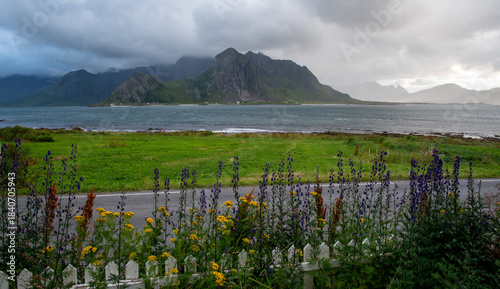 Lofoten islands landscape showing mountains, sea, wildflowers and road