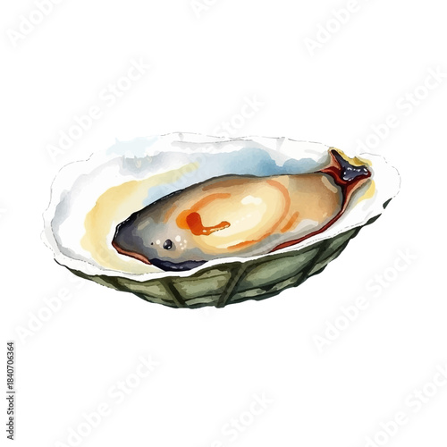 Watercolor illustration of oyster, delicacy, seafood mollusk, realistic and detailed, soft texture, hand painted, isolated on white background, gourmet food, elegant and delicate style.