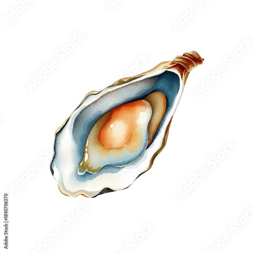 Watercolor illustration of oyster, delicacy, seafood mollusk, realistic and detailed, soft texture, hand painted, isolated on white background, gourmet food, elegant and delicate style.