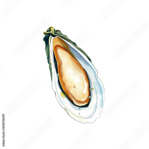 Watercolor illustration of oyster, delicacy, seafood mollusk, realistic and detailed, soft texture, hand painted, isolated on white background, gourmet food, elegant and delicate style.