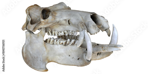 Schilderij op canvas Warthog skull showcasing its large tusks