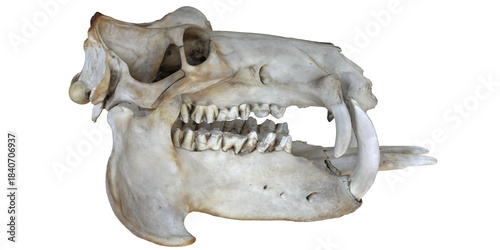 Bild auf Leinwand Detailed view of a hippopotamus skull.