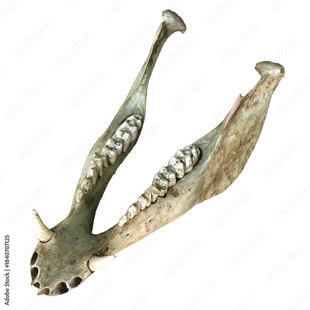 Fototapeta premium Animal jawbone with teeth on white background.