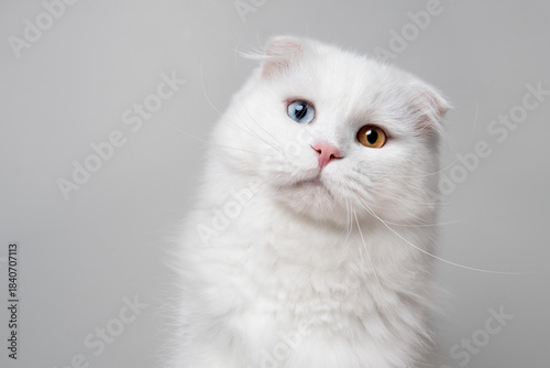 Portrait of a curious white Scottish Fold cat with odd eyes, tilting her head to the side and looking into the camera.