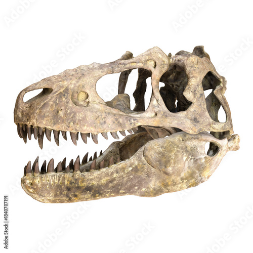 Tyrannosaurus rex skull fossil on white background