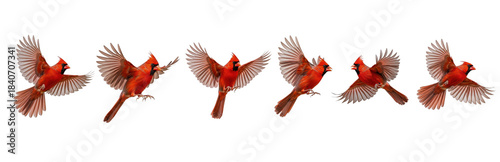 Set of Northern Cardinal in various poses isolated on transparent background, Cardinalis cardinalis. PNG