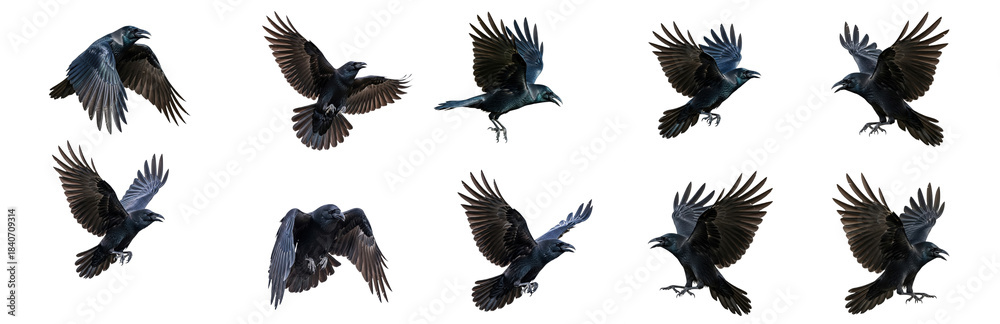 Fototapeta premium Set Of Bird carrion crow in various poses isolated, raven, Black Crow Flying PNG