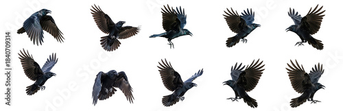 Set Of Bird carrion crow in various poses isolated, raven, Black Crow Flying PNG