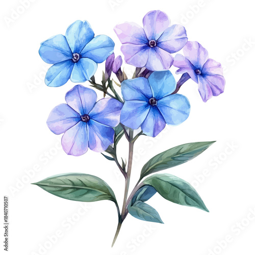 Phlox Flower, refined watercolor illustration with luminous tones and soft layered brushwork, isolated on a white background.