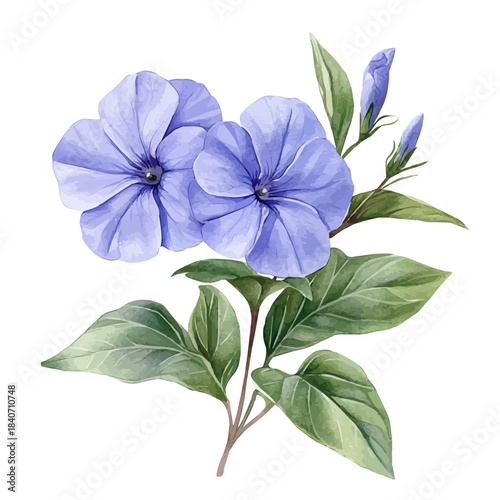Periwinkle Flower, refined watercolor illustration with luminous tones and soft layered brushwork, isolated on a white background.
