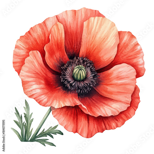Papaver Flower, illustration watercolor with dynamic strokes and balanced color harmony, isolated on a white background.