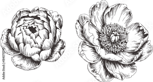 Black and white detailed ink of two peony flowers petals