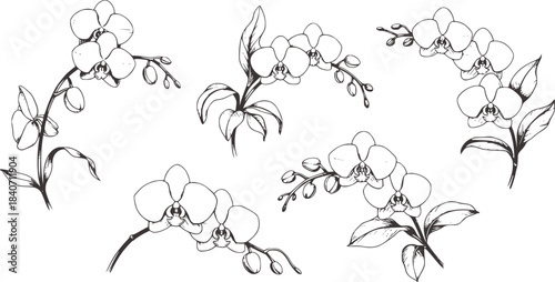 Detailed black and white botanical orchid flower collection