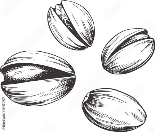 Detailed black and white ink of whole and cracked pecans