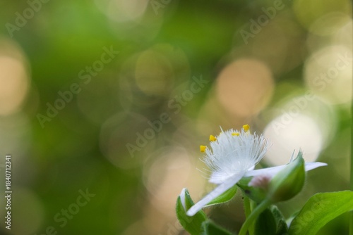 white spring flower