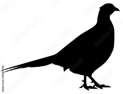 A silhouette of a bird standing on a , bird, black, partridge, pheasant, profile, quail, stand, against transparent background