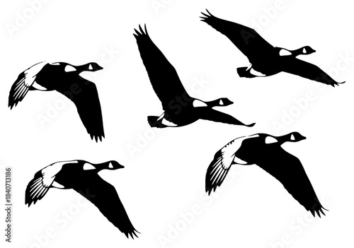 A set of six silhouettes of geese flying in a row against a plain , bird, black, collection, crane, duck, flight, flock, fly, goose, illustration, profile, against transparent background