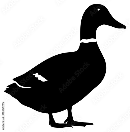 A black silhouette of a duck standing on a , black, duck, mallard duck, profile, stand, against transparent background