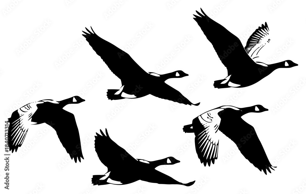 Fototapeta premium A group of six silhouettes of geese flying in different directions, bird, black, crane, duck, flight, fly, goose, illustration, profile, against transparent background