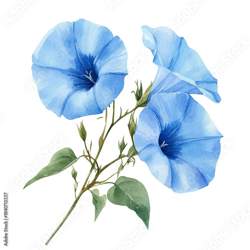 watercolor of Morning Glory Flower illustration, isolated on a white background.