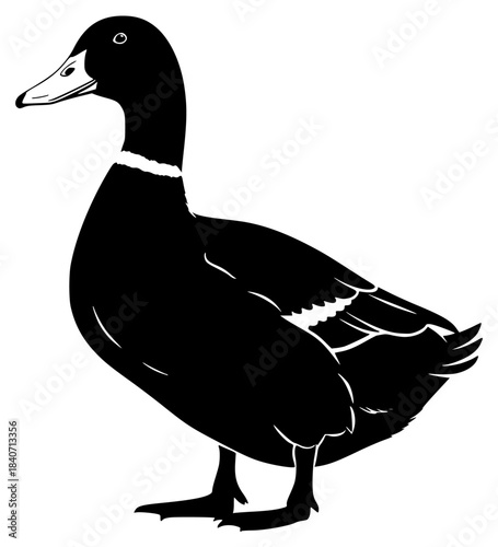 A black and white silhouette of a duck standing on a , beak, bird, black, duck, illustration, image, mallard duck, profile, stand, white, against transparent background