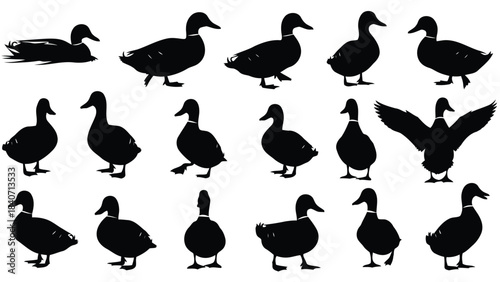 Collection of black duck silhouettes on white background