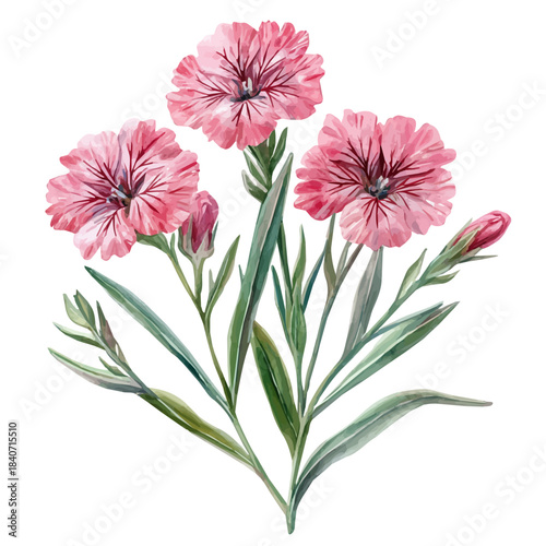 Lychnis Flower, illustration watercolor with dynamic strokes and balanced color harmony, isolated on a white background.