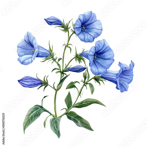 Lobelia Flower, refined watercolor illustration with luminous tones and soft layered brushwork, isolated on a white background.