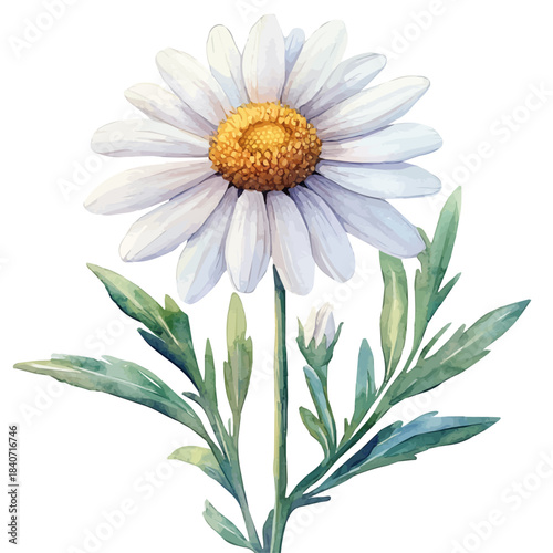Leucanthemum Flower, refined watercolor illustration with luminous tones and soft layered brushwork, isolated on a white background.