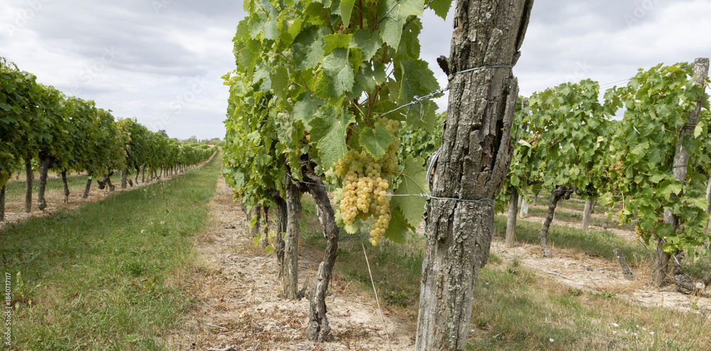 Obraz premium Vignoble charentais 