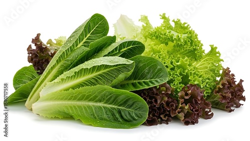 A variety of fresh lettuces, including romaine lettuce, green curly lettuce, and red leaf lettuce.